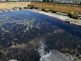 ほてる木の芽坂