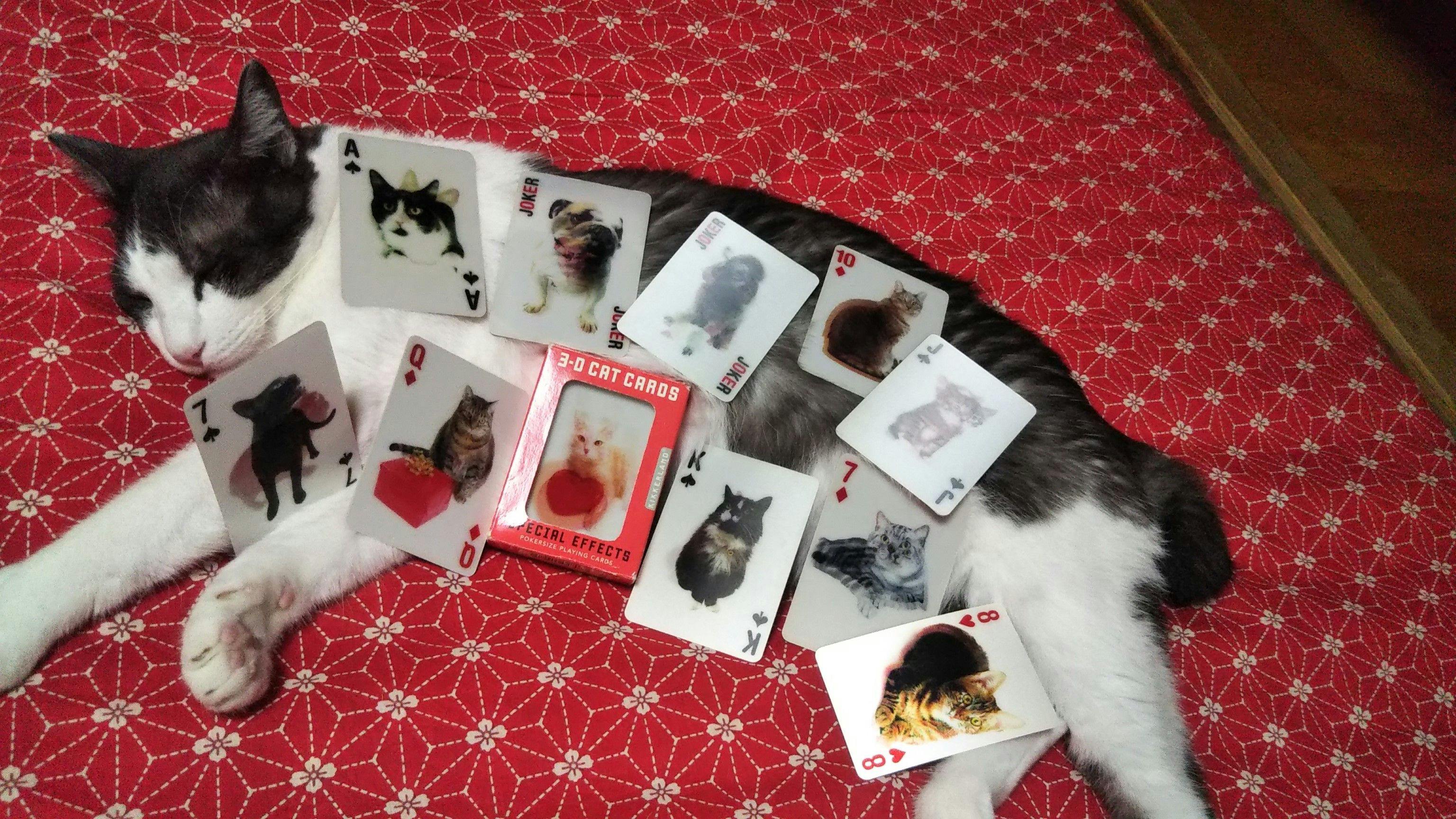 ให้เช่าการ์ดแมว 3D