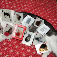 ให้เช่าการ์ดแมว 3D