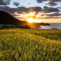 소데지 계단식 논의 원경입니다.