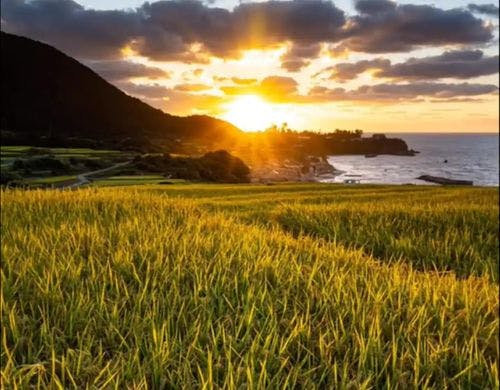 袖志の棚田の原風景です。