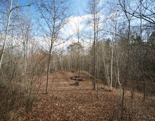 テラスから臨む北軽井沢の木々