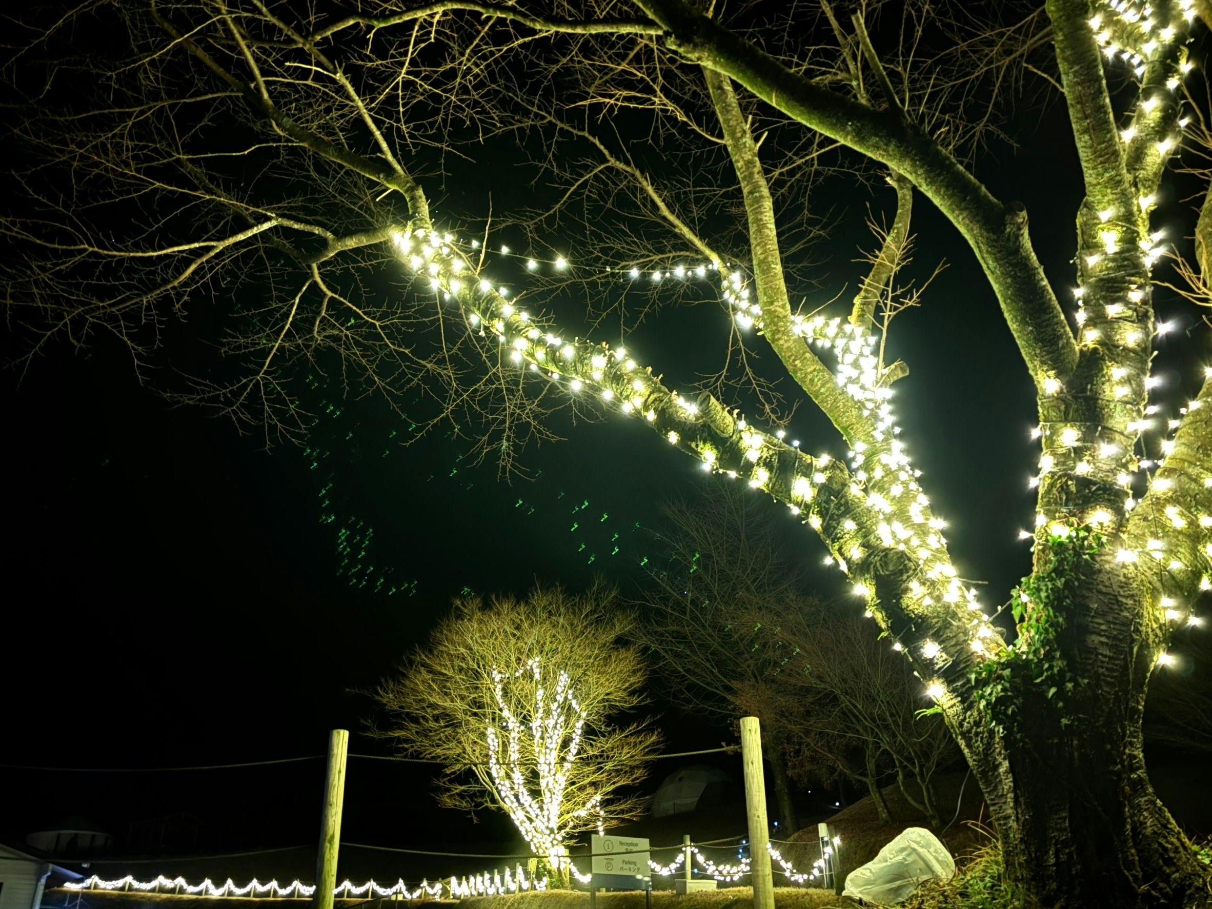 Taman Iluminasi yang Mewarnai Malam
