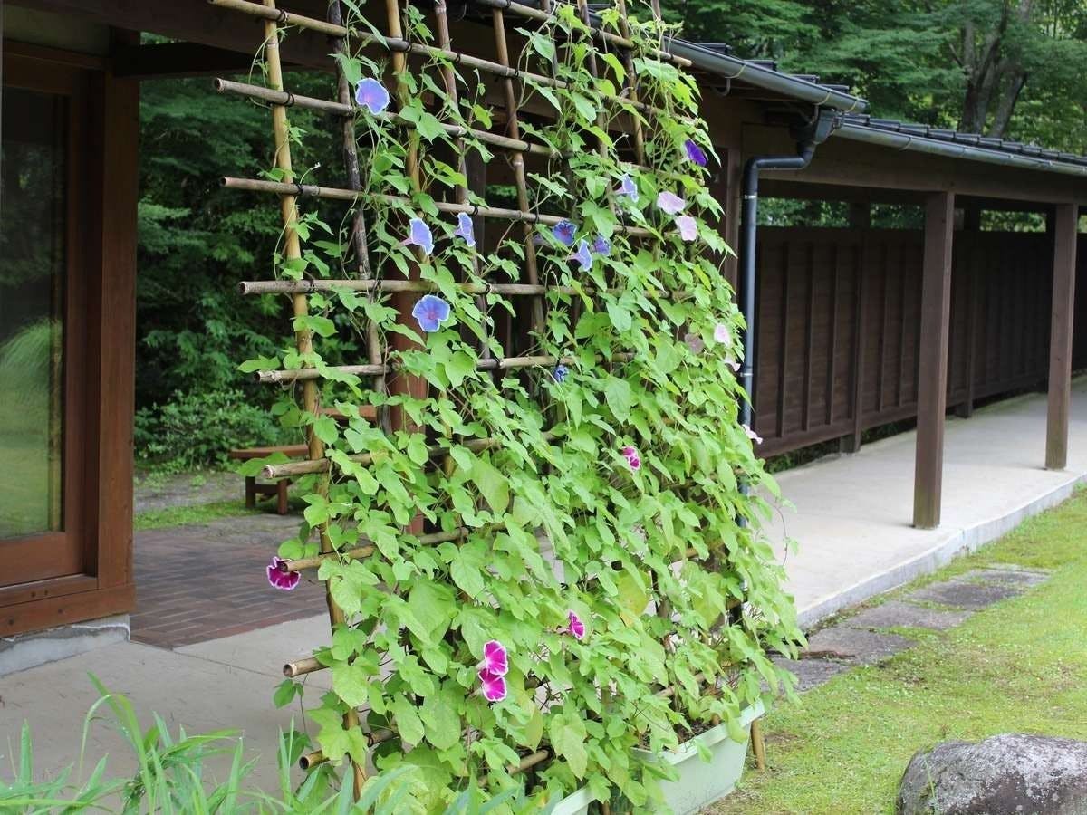 ดอกอาซากาโอะ