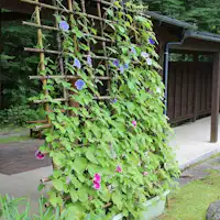 ดอกอาซากาโอะ