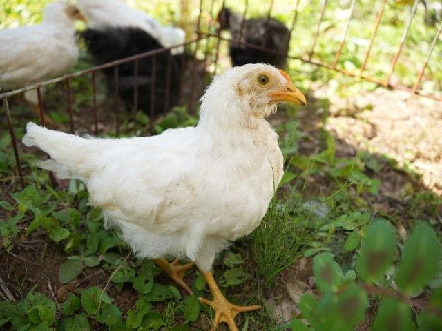 Pet-Friendly Farm Garden Hotel