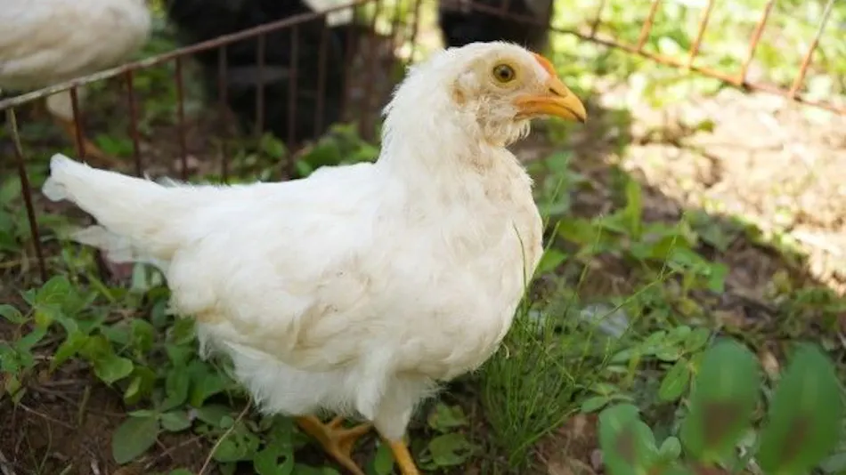 Pet-Friendly Farm Garden Hotel