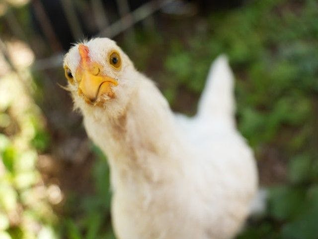 Pet-Friendly Farm Garden Hotel