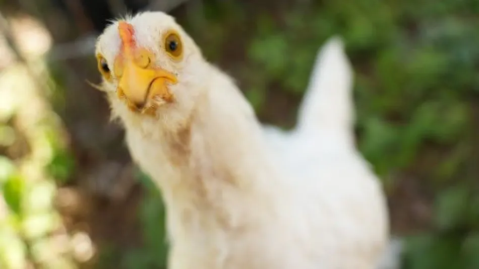 Pet-Friendly Farm Garden Hotel