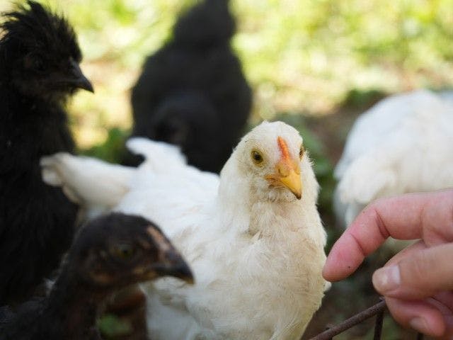 Pet-Friendly Farm Garden Hotel