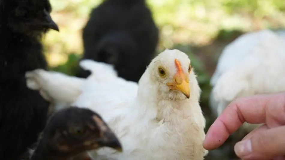 Pet-Friendly Farm Garden Hotel