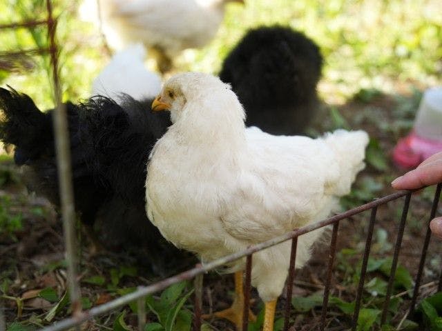 Pet-Friendly Farm Garden Hotel