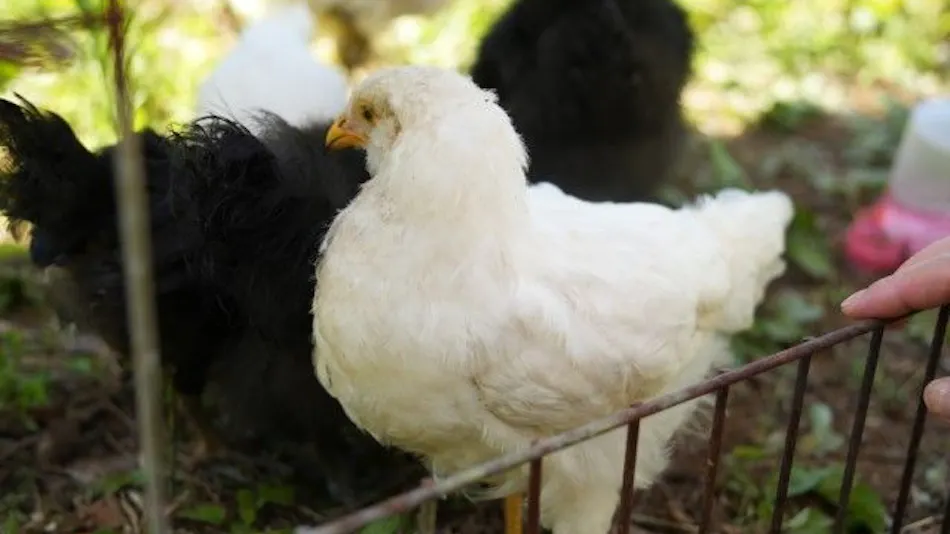 Pet-Friendly Farm Garden Hotel