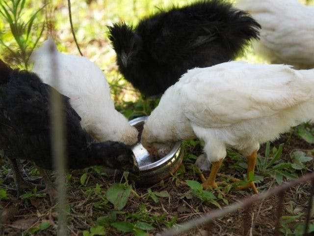 Pet-Friendly Farm Garden Hotel