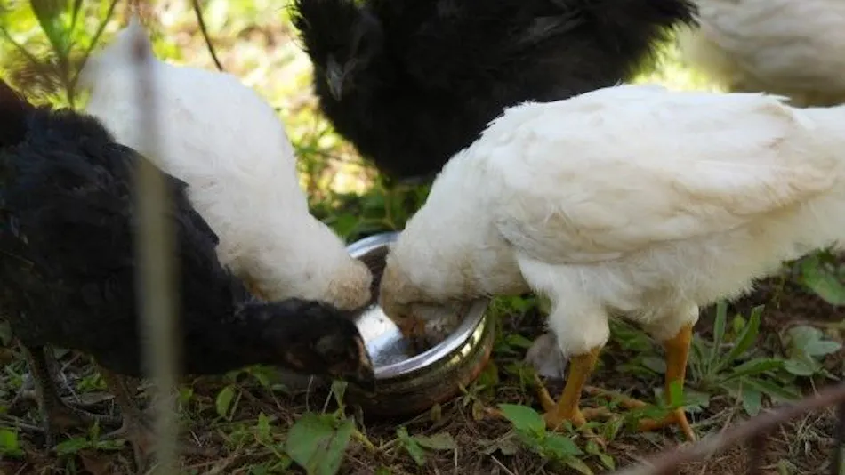 Pet-Friendly Farm Garden Hotel