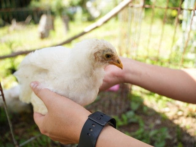 Pet-Friendly Farm Garden Hotel