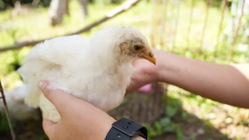 Pet-Friendly Farm Garden Hotel