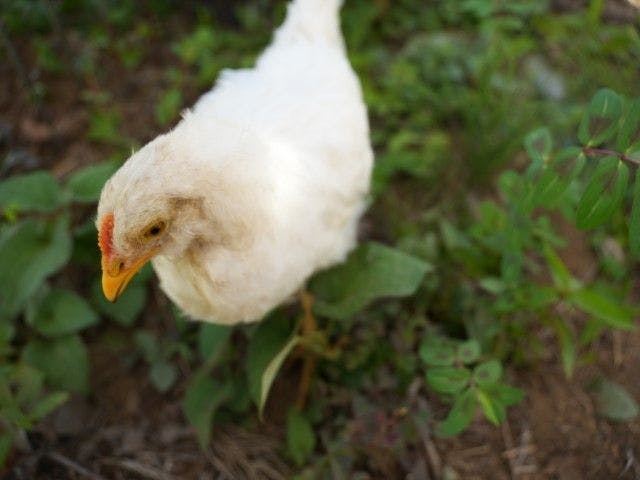 Pet-Friendly Farm Garden Hotel