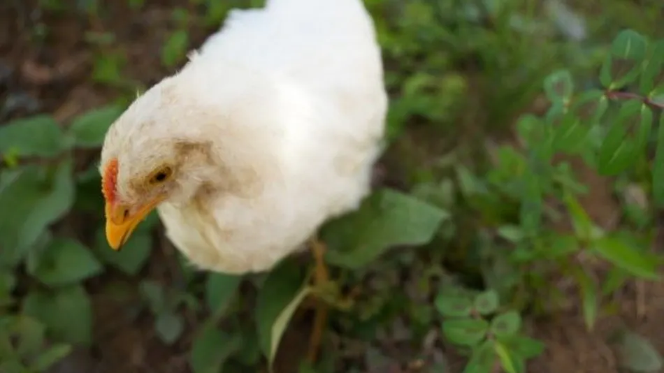 Pet-Friendly Farm Garden Hotel