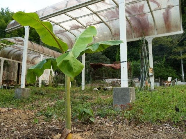 Pet-Friendly Farm Garden Hotel