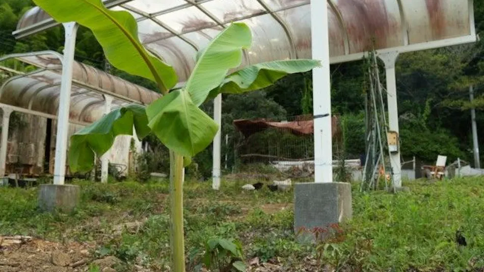 Pet-Friendly Farm Garden Hotel