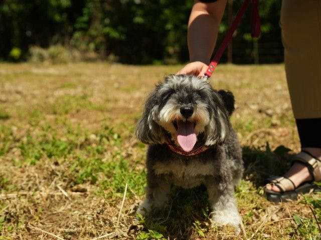 Pet-Friendly Farm Garden Hotel