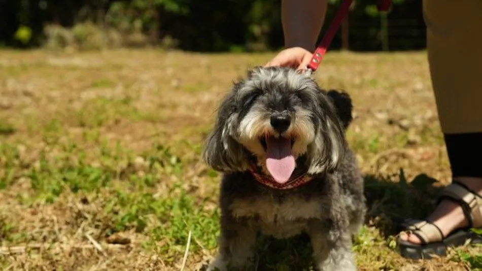 Pet-Friendly Farm Garden Hotel