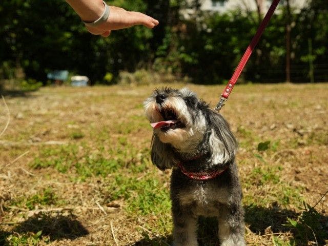 Pet-Friendly Farm Garden Hotel