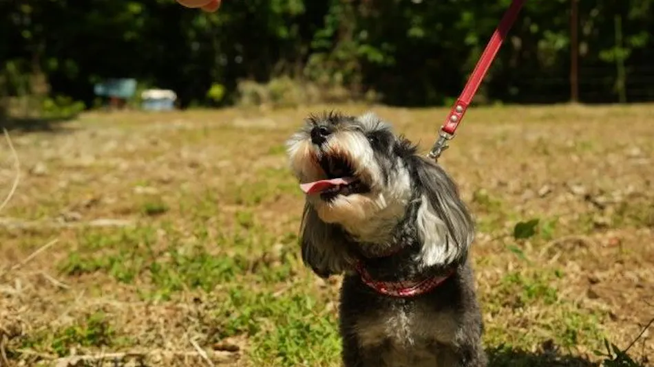 Pet-Friendly Farm Garden Hotel
