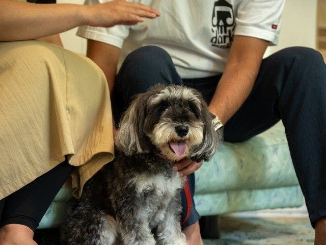 Pet-Friendly Farm Garden Hotel