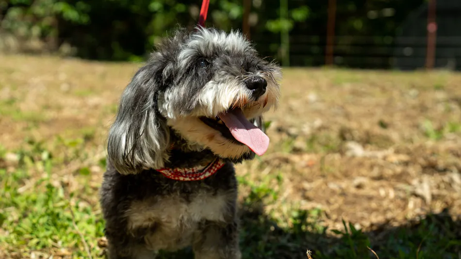 Pet-Friendly Farm Garden Hotel