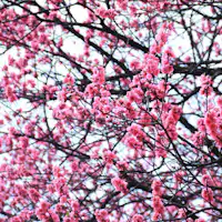 ทิวทัศน์รอบๆ 【ฮานะโมโม】