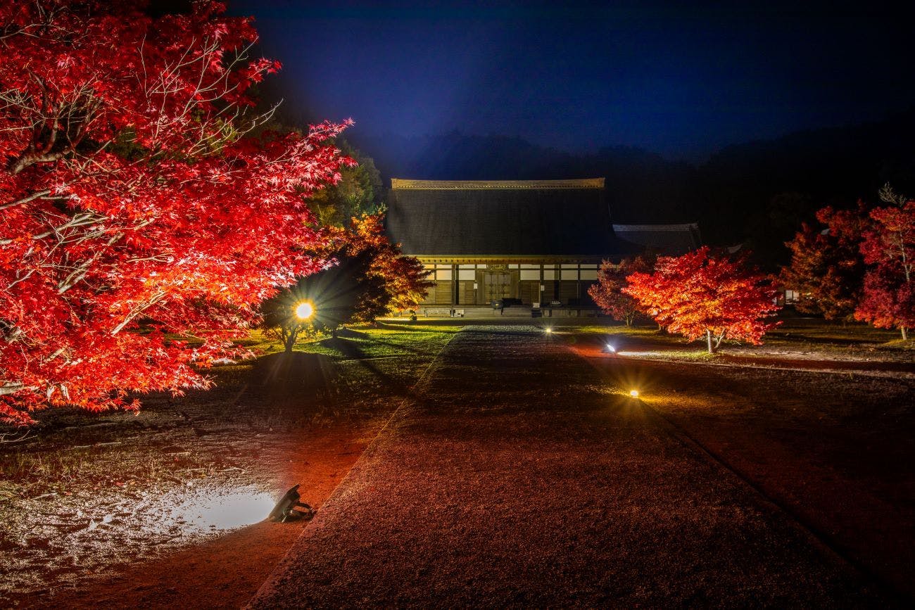 วัดโคชินจิ (ประดับไฟฤดูใบไม้ร่วง 2025)