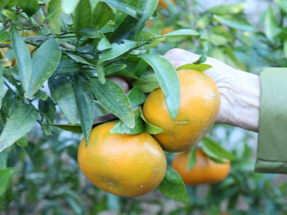 สวนผักส่วนตัว