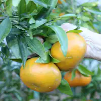 สวนผักส่วนตัว