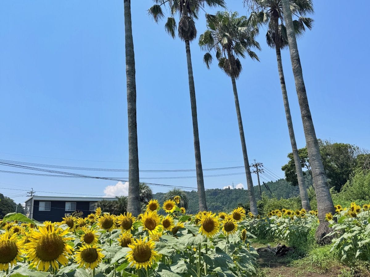 Locona + Rakuta