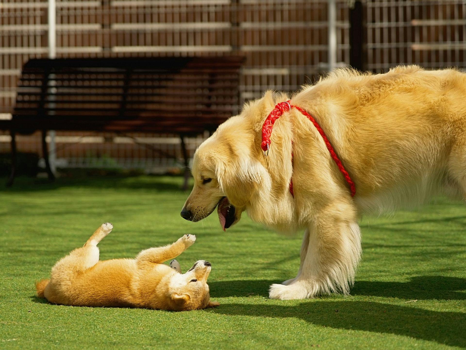 Livemax Resort Nasu-Kogen