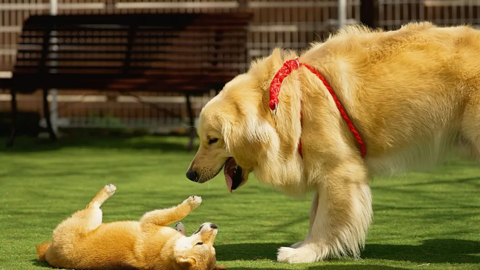 Livemax Resort Nasu-Kogen