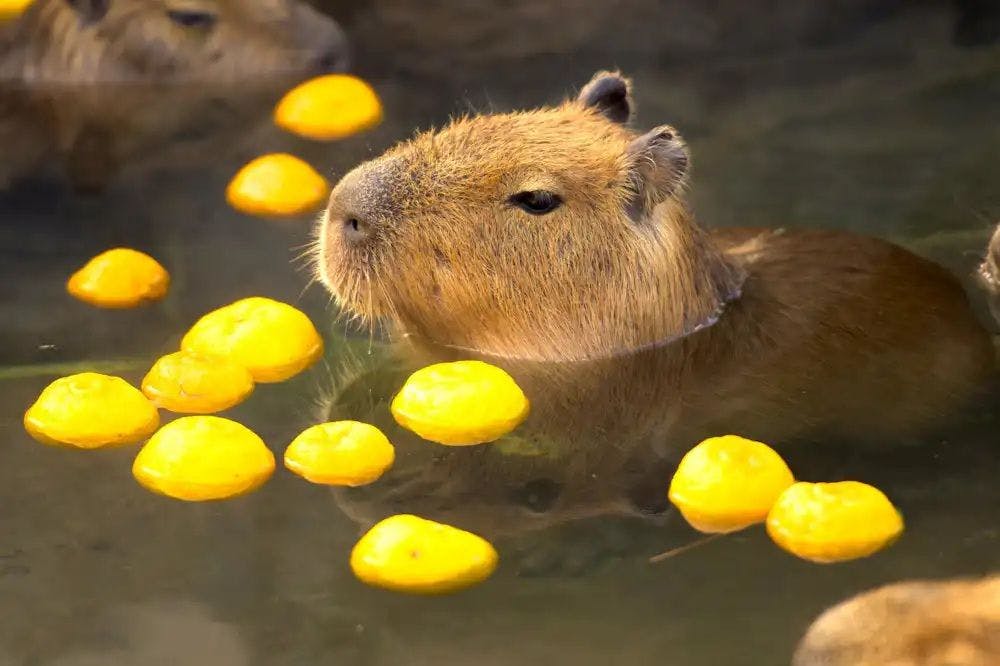 คาปิบาราแห่งอาณาจักรสัตว์นาสุ