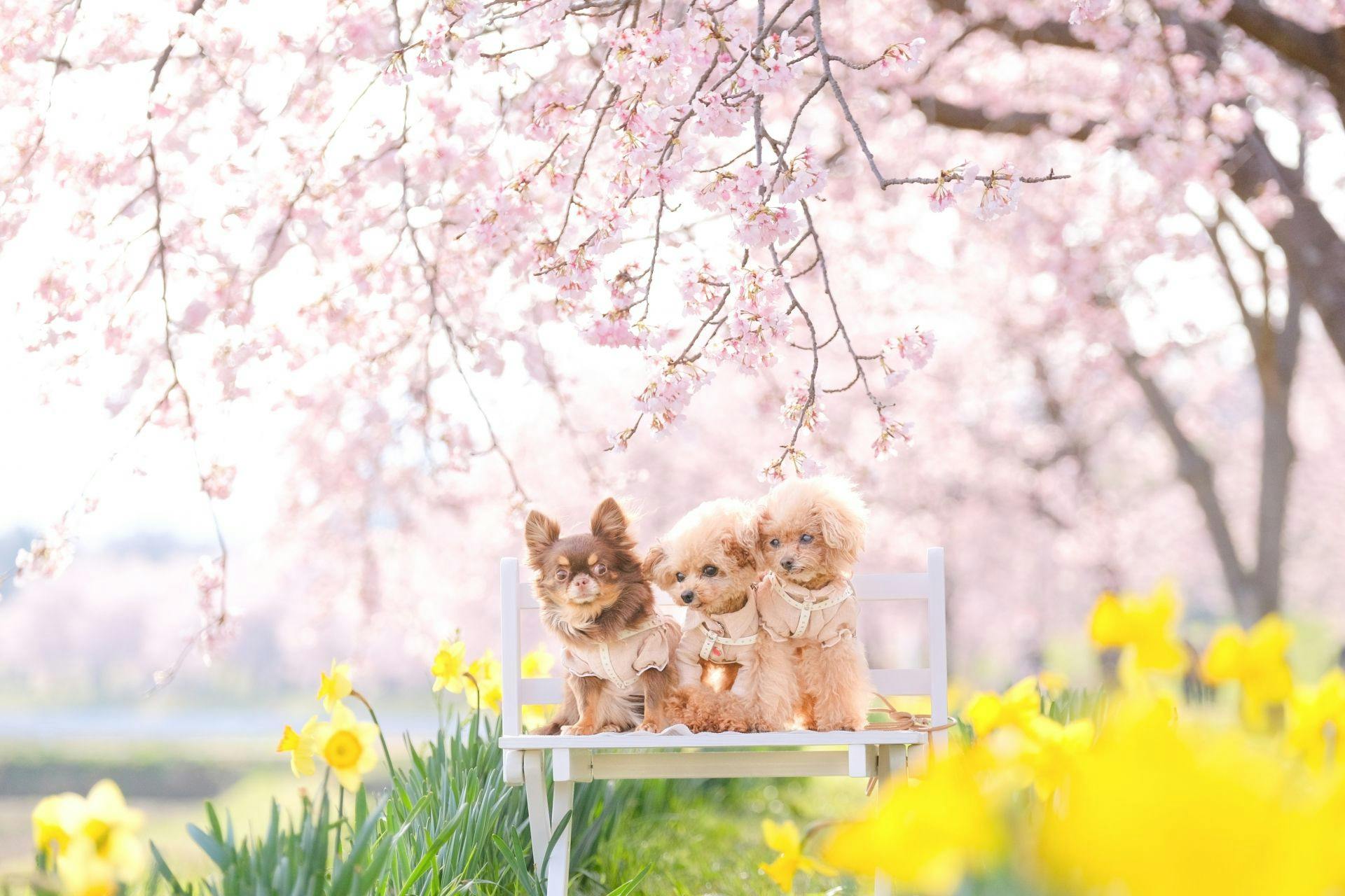 Livemax Resort Nasu-Kogen