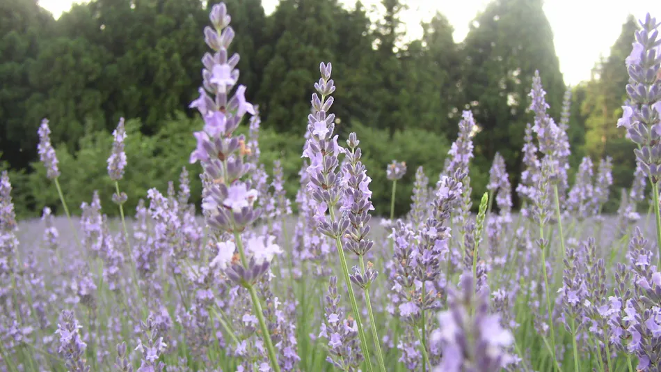Tateyama Yoshimine Onsen Tateyama Green Park Yoshimine