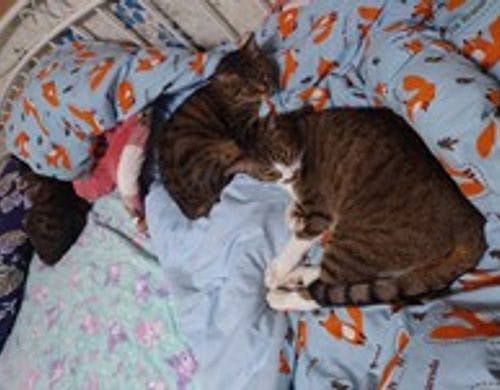 気まぐれで部屋にも来ます