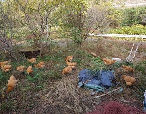 名古屋コーチン　平飼い
