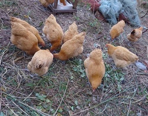 名古屋コーチン