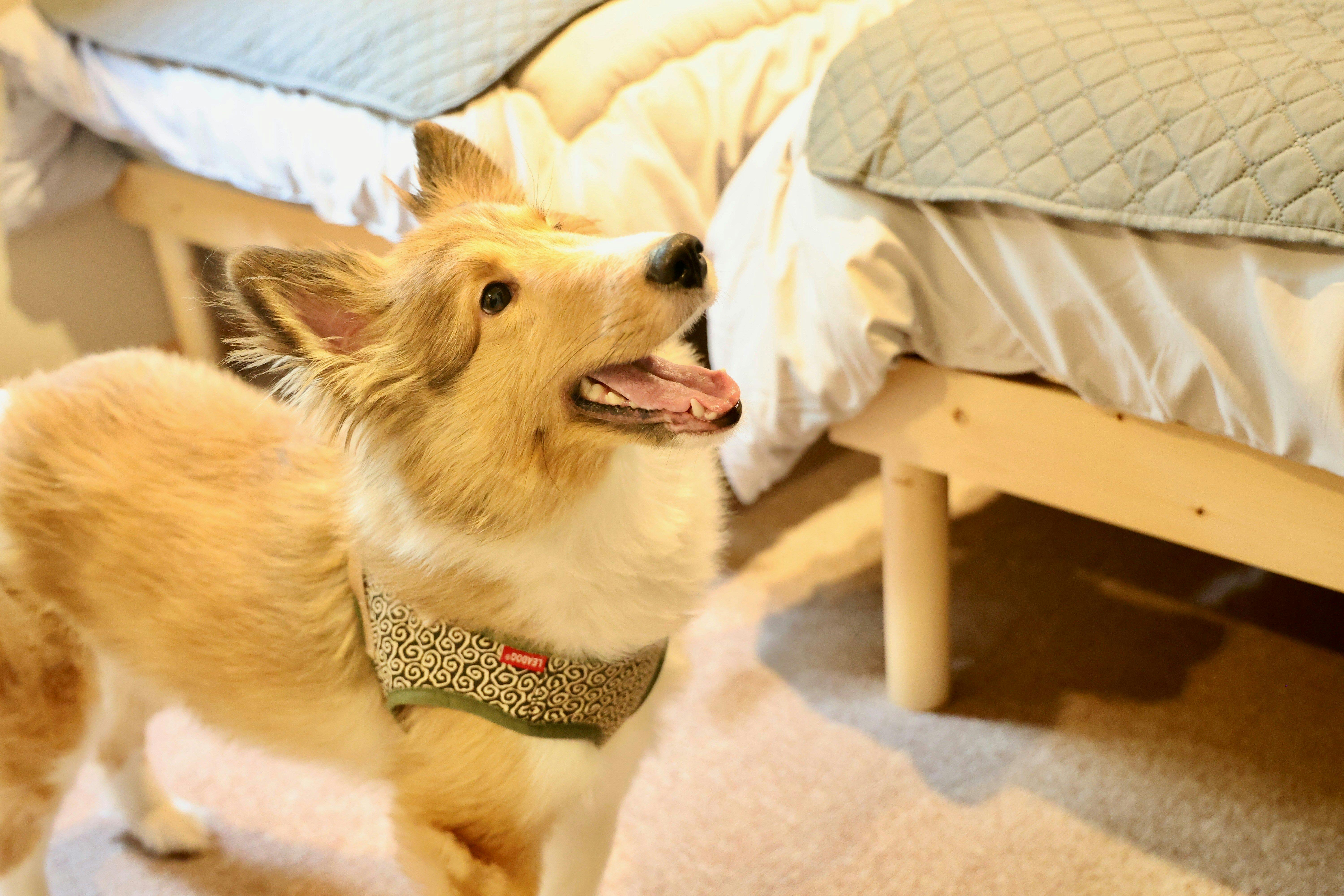 반려동물 동반 전용 객실