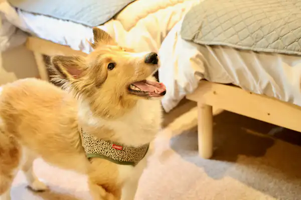 반려동물 동반 전용 객실