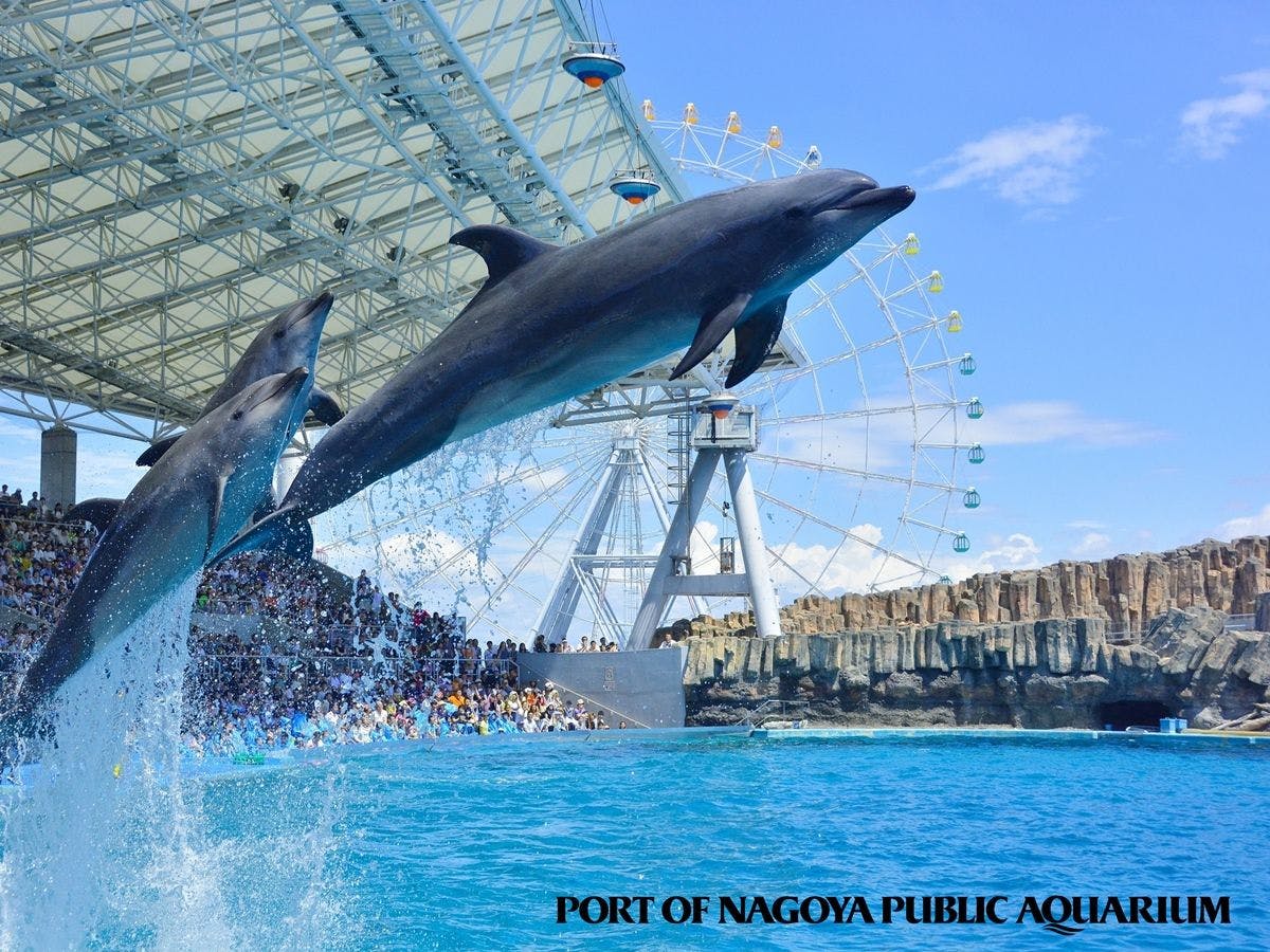 แผนที่พักพร้อมบัตรเข้าชมพิพิธภัณฑ์สัตว์น้ำท่าเรือนาโกย่าและอาหารเช้า.