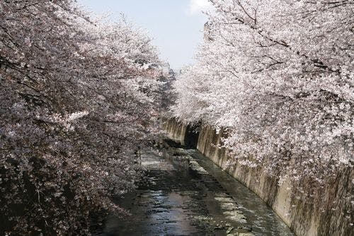 Cách Khách sạn khoảng 3 phút đi bộ, hàng cây hoa anh đào dọc sông Kanda.
