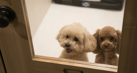 愛犬と一緒に素敵な旅を!ペットホテル(ワンちゃん1頭お預かり)付プラン(朝食付)