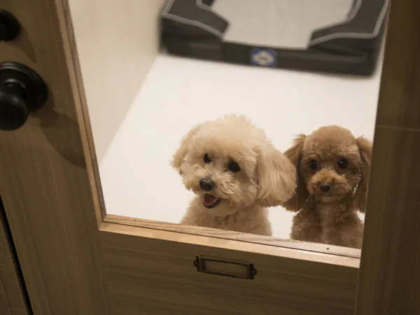愛犬と一緒に素敵な旅を!ペットホテル(ワンちゃん1頭お預かり)付プラン(朝食付)